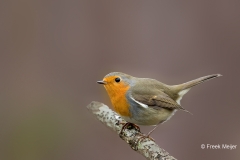 Roodborst-15_European-Robin_Erithacus-rubecula_11I4947