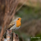 Roodborst-16_European-Robin_Erithacus-rubecula_11I5927