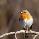 Roodborst-17_European-Robin_Erithacus-rubecula_11I6418