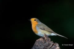 Roodborst-18_European-Robin_Erithacus-rubecula_BZ4T4610