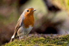 Roodborst-20_European-Robin_Erithacus-rubecula_11I2314