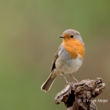 Roodborst-21_European-Robin_Erithacus-rubecula_11I3195