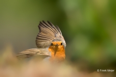 Roodborst-22_European-Robin_Erithacus-rubecula_11I3441