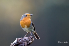 Roodborst-23_European-Robin_Erithacus-rubecula_11I3859