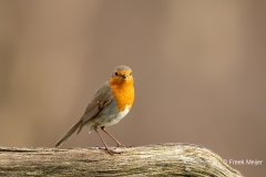 Roodborst-24_European-Robin_Erithacus-rubecula_11I5748