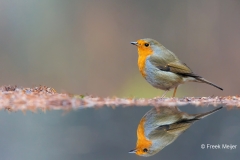 Roodborst-26_European-Robin_Erithacus-rubecula_D9A5396_1