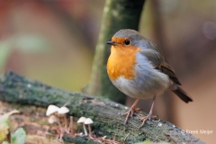 Roodborst-27_European-Robin_Erithacus-rubecula_AD9A5484