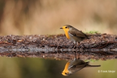 Roodborst-28_European-Robin_Erithacus-rubecula_E8A2941