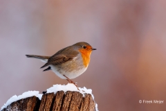 Roodborst-29_European-Robin_Erithacus-rubecula_E8A2989