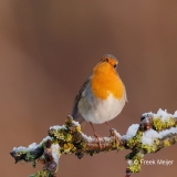 Roodborst-30_European-Robin_Erithacus-rubecula_E8A2999