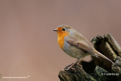 Roodborst-31_European-Robin_Erithacus-rubecula_D9A5122