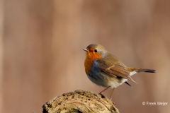 Roodborst-32_European-Robin_Erithacus-rubecula_D9A6226