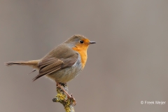 Roodborst-33_European-Robin_Erithacus-rubecula_E8A4718