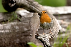 Roodborst-34_European-Robin_Erithacus-rubecula_1P5A0371