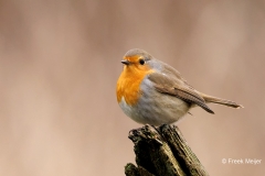 Roodborst-35_European-Robin_Erithacus-rubecula_P5A7897