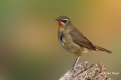 Roodkeelnachtegaal-25_Siberian-Rubythroat_Calliope-calliope_P5A4070