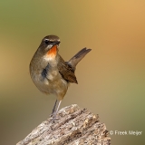 Roodkeelnachtegaal-26_Siberian-Rubythroat_Calliope-calliope_P5A4073