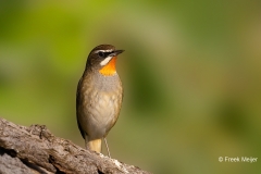 Roodkeelnachtegaal-27_Siberian-Rubythroat_Calliope-calliope_P5A4105