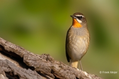 Roodkeelnachtegaal-28_Siberian-Rubythroat_Calliope-calliope_P5A4109