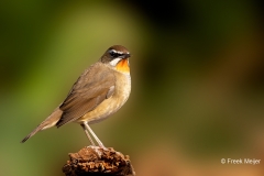 Roodkeelnachtegaal-29_Siberian-Rubythroat_Calliope-calliope_P5A4112