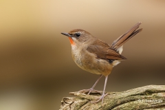 Roodkeelnachtegaal-30_Siberian-Rubythroat_Calliope-calliope_P5A8549