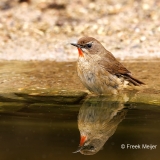 Roodkeelnachtegaal-31_Siberian-Rubythroat_Calliope-calliope_P5A8569