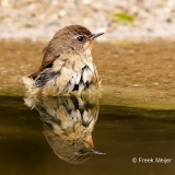 Roodkeelnachtegaal-32_Siberian-Rubythroat_Calliope-calliope_P5A8582