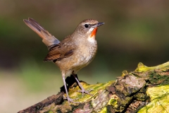 Roodkeelnachtegaal-33_Siberian-Rubythroat_Calliope-calliope_P5A9311