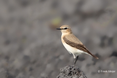 Tapuit-06_Northern-Wheatear_Oenanthe-oenanthe_11I8405
