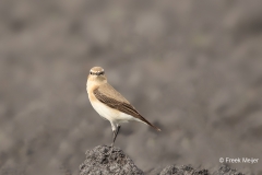 Tapuit-07_Northern-Wheatear_Oenanthe-oenanthe_11I8410