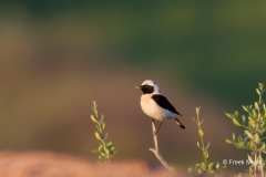 Westelijke-Blonde-Tapuit-01_Western-Black-eared-Wheatear_Oenanthe-hispanica_MG_9731