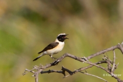 Westelijke-Blonde-Tapuit-02_Western-Black-eared-Wheatear_Oenanthe-hispanica_MG_9874