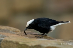 Witkruintapuit-07_White-crowned-Wheatear_Oenanthe-leucopyga_BZ4T3218