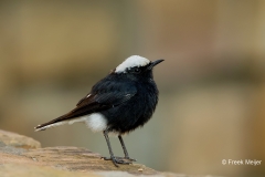 Witkruintapuit-08_White-crowned-Wheatear_Oenanthe-leucopyga_BZ4T3230