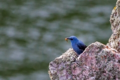 Blauwe-Rotslijster-01_Blue-Rock-Thrush_Monticola-solitarius_P5A2844