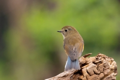 Blauwstaart-12_Red-flanked-Bluetail_Tarsiger-cyanurus_9E8A0001