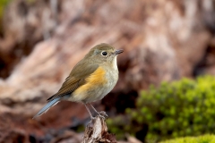 Blauwstaart-13_Red-flanked-Bluetail_Tarsiger-cyanurus_9E8A0027