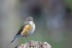 Blauwstaart-15_Red-flanked-Bluetail_Tarsiger-cyanurus_9E8A0075