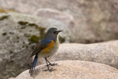 Blauwstaart-16_Red-flanked-Bluetail_Tarsiger-cyanurus_9E8A0297