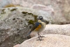 Blauwstaart-17_Red-flanked-Bluetail_Tarsiger-cyanurus_9E8A0300