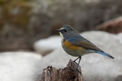Blauwstaart-18_Red-flanked-Bluetail_Tarsiger-cyanurus_9E8A0303