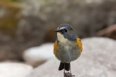 Blauwstaart-20_Red-flanked-Bluetail_Tarsiger-cyanurus_9E8A0317