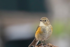 Blauwstaart-21_Red-flanked-Bluetail_Tarsiger-cyanurus_9E8A0323