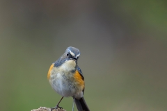 Blauwstaart-22_Red-flanked-Bluetail_Tarsiger-cyanurus_AD9A2148