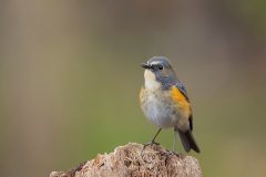 Blauwstaart-23_Red-flanked-Bluetail_Tarsiger-cyanurus_AD9A2152