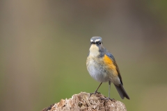 Blauwstaart-24_Red-flanked-Bluetail_Tarsiger-cyanurus_AD9A2153