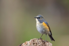 Blauwstaart-25_Red-flanked-Bluetail_Tarsiger-cyanurus_AD9A2155