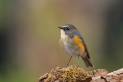 Blauwstaart-26_Red-flanked-Bluetail_Tarsiger-cyanurus_AD9A2169