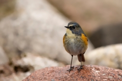 Blauwstaart-27_Red-flanked-Bluetail_Tarsiger-cyanurus_AD9A2280