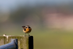 Paapje-03_Whinchat_Saxicola-rubetra_49C6958_1
